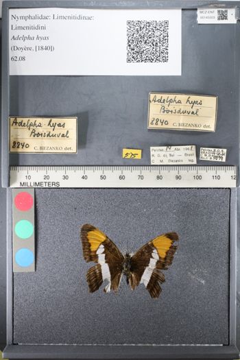 Media type: image;   Entomology 145503